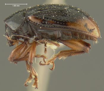 Media type: image;   Entomology 33859 Aspect: habitus lateral view